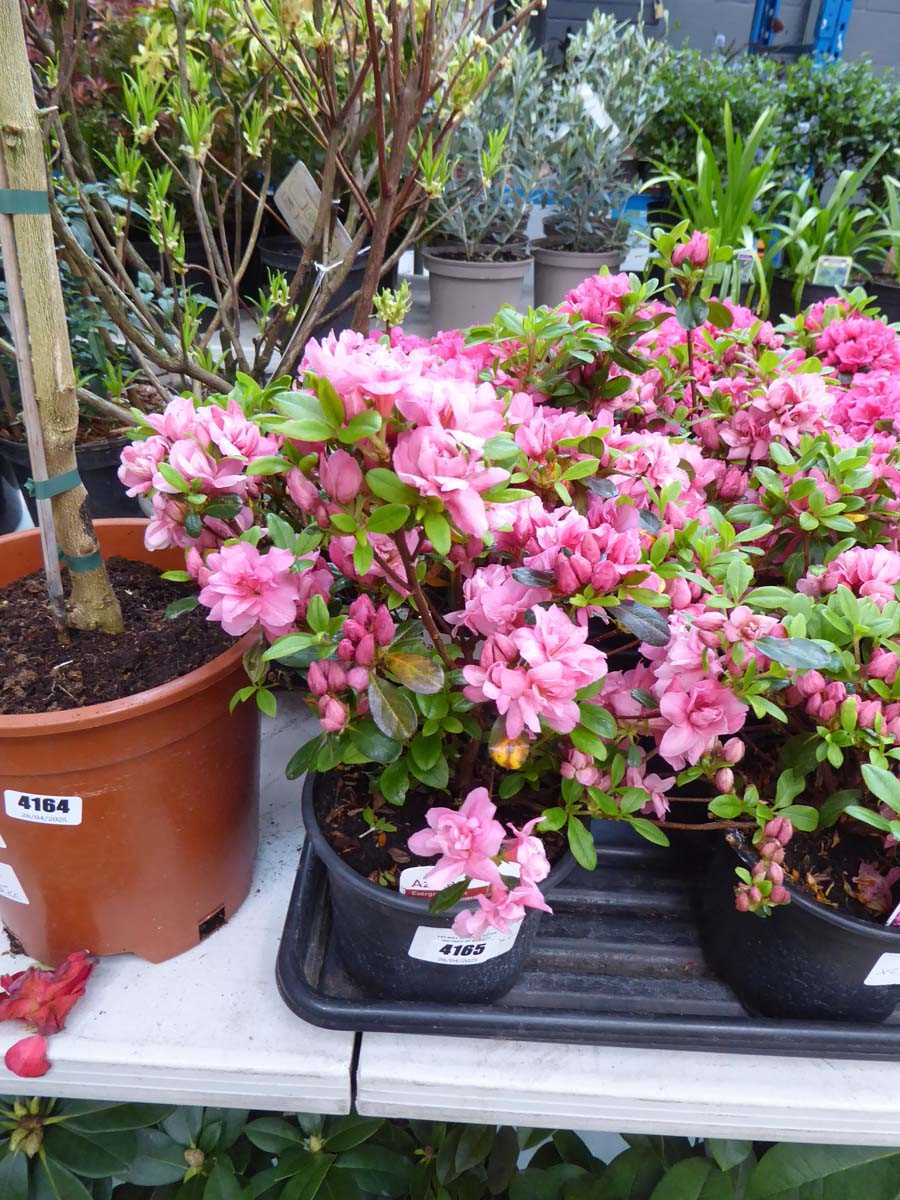 Lot 4165 - 2x Azalea Evergreen Pink