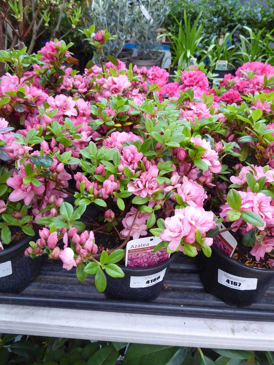 Lot 4166 - 2x Azalea Evergreen Pink