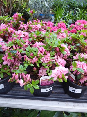 Lot 4166 - 2x Azalea Evergreen Pink