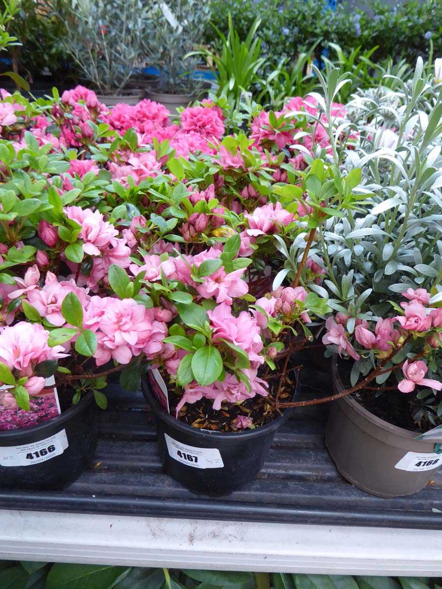 Lot 4167 - 2x Azalea Evergreen Pink