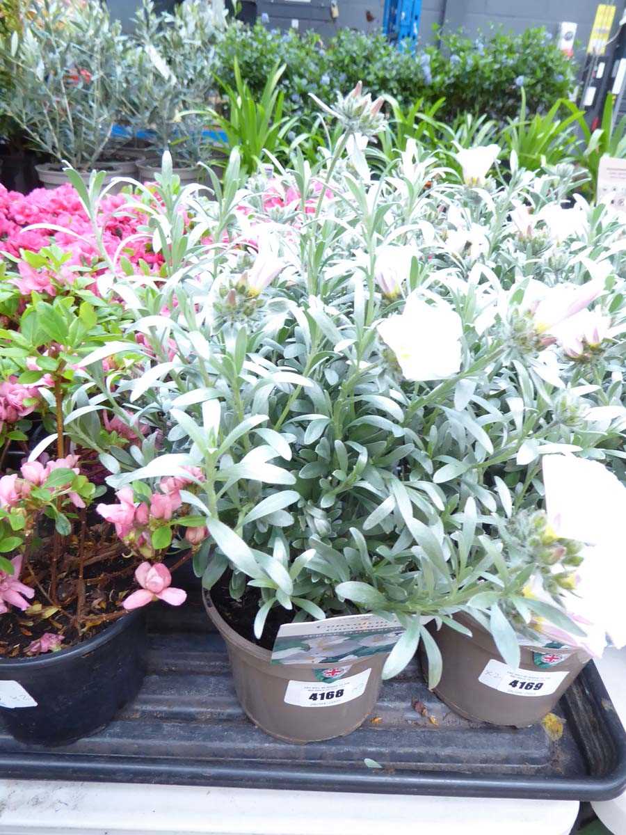 Lot 4168 - 2x Convolvulus Cneorum