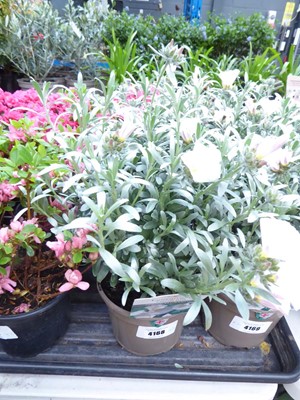 Lot 4168 - 2x Convolvulus Cneorum