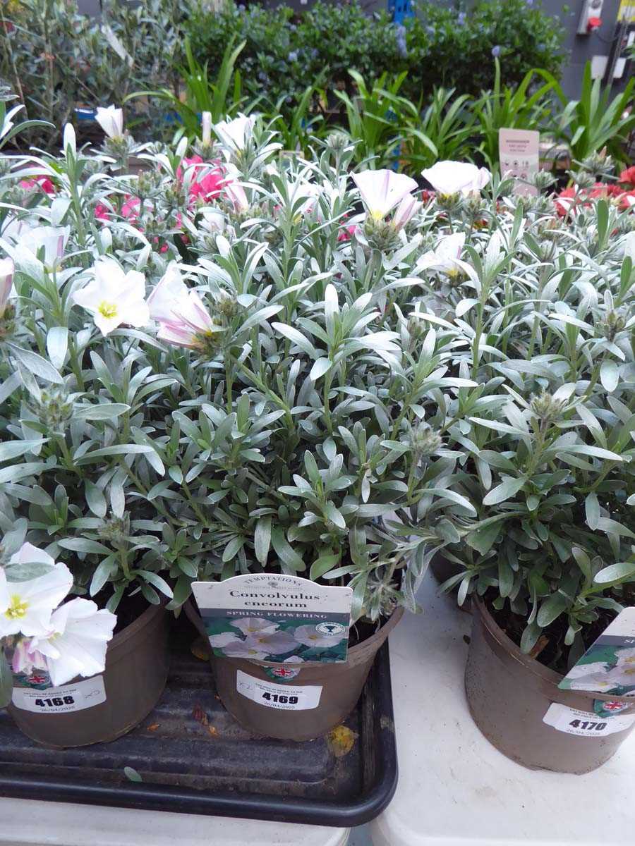 Lot 4169 - 2x Convolvulus Cneorum