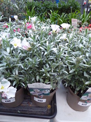Lot 4169 - 2x Convolvulus Cneorum