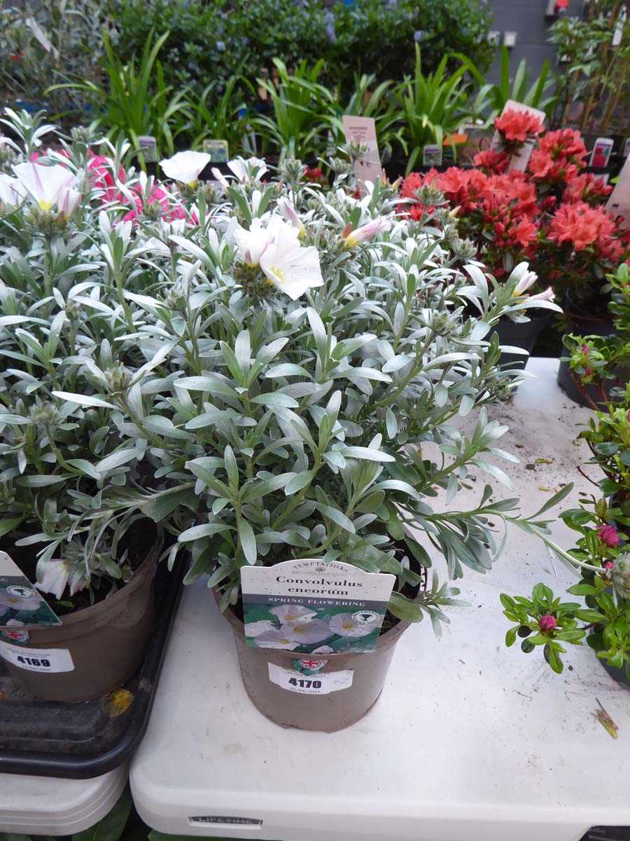 Lot 4170 - 2x Convolvulus Cneorum