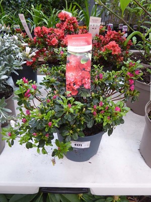 Lot 4171 - Azalea Japonica Vera Maja