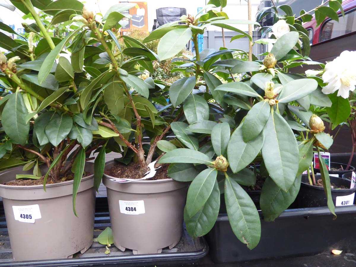 Lot 4172 - Rhododendron (Var) Albert Schweitzer