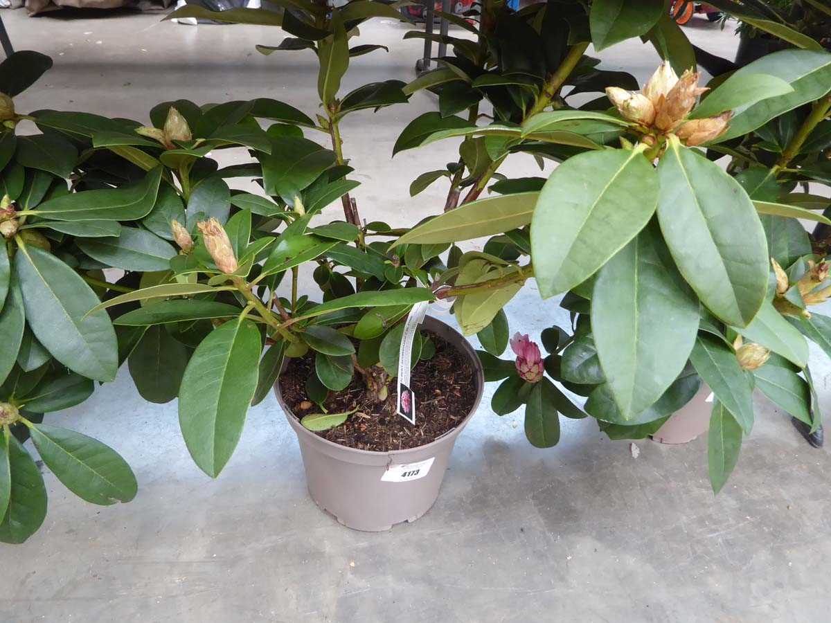 Lot 4173 - Rhododendron (Var) Albert Schweitzer