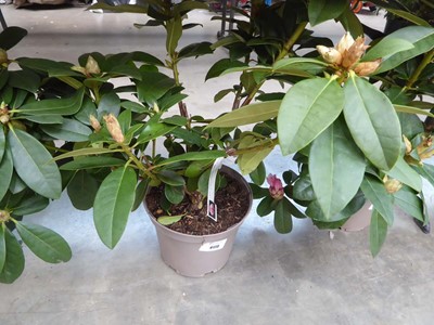 Lot 4173 - Rhododendron (Var) Albert Schweitzer