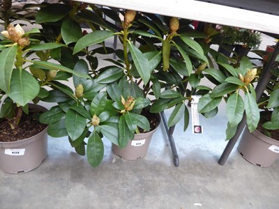 Lot 4174 - Rhododendron (Var) Albert Schweitzer