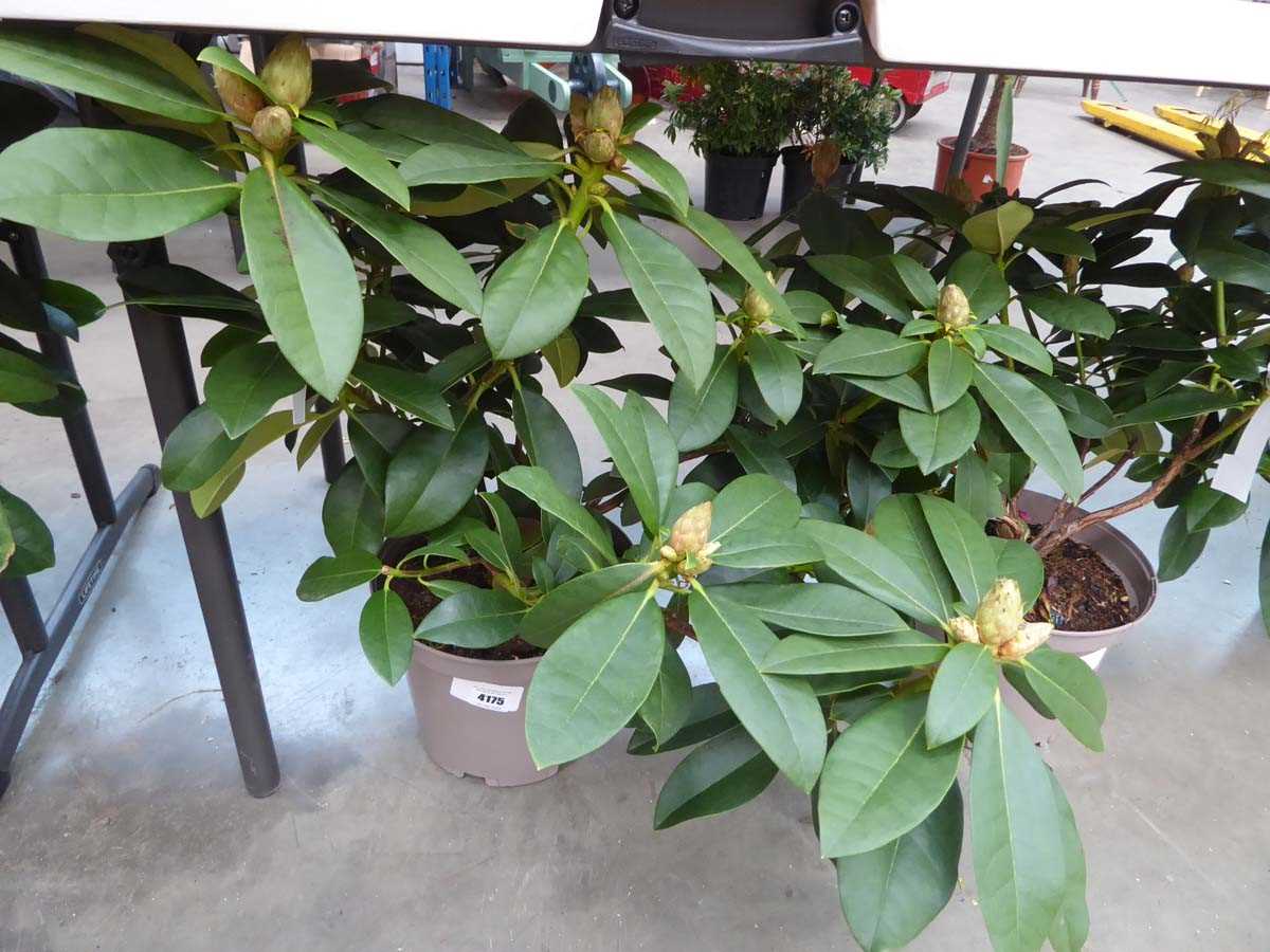 Lot 4175 - Rhododendron (Var) Albert Schweitzer