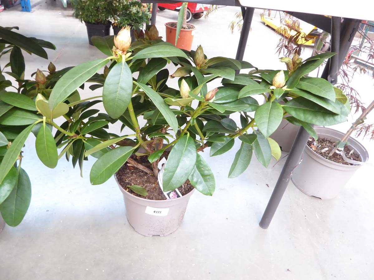 Lot 4177 - Rhododendron (Var) Albert Schweitzer