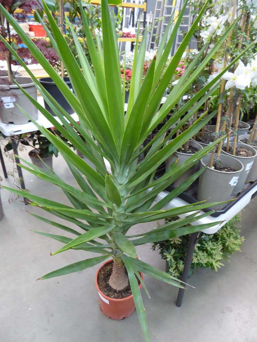 Lot 4178 - Large Yucca