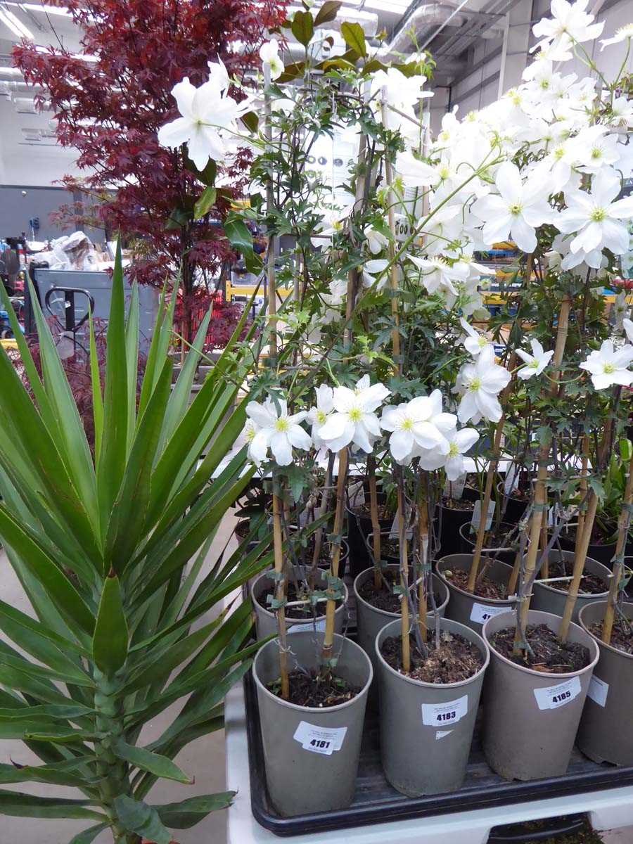 Lot 4181 - Clematis (Var) Avalanche