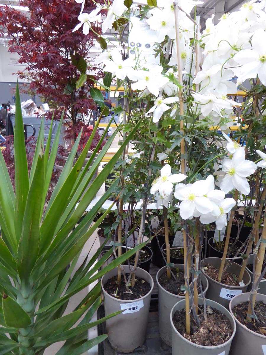 Lot 4182 - Clematis (Var) Avalanche