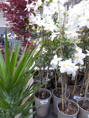 Lot 4182 - Clematis (Var) Avalanche