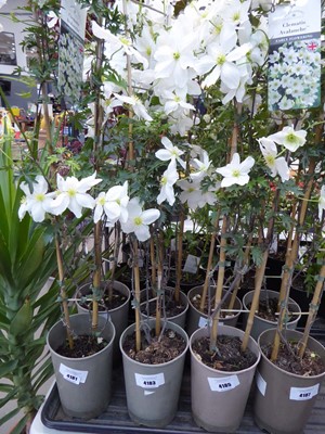 Lot 4183 - Clematis (Var) Avalanche