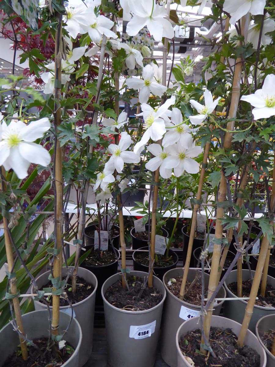Lot 4184 - Clematis (Var) Avalanche