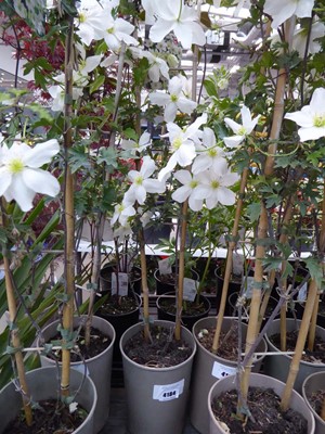Lot 4184 - Clematis (Var) Avalanche