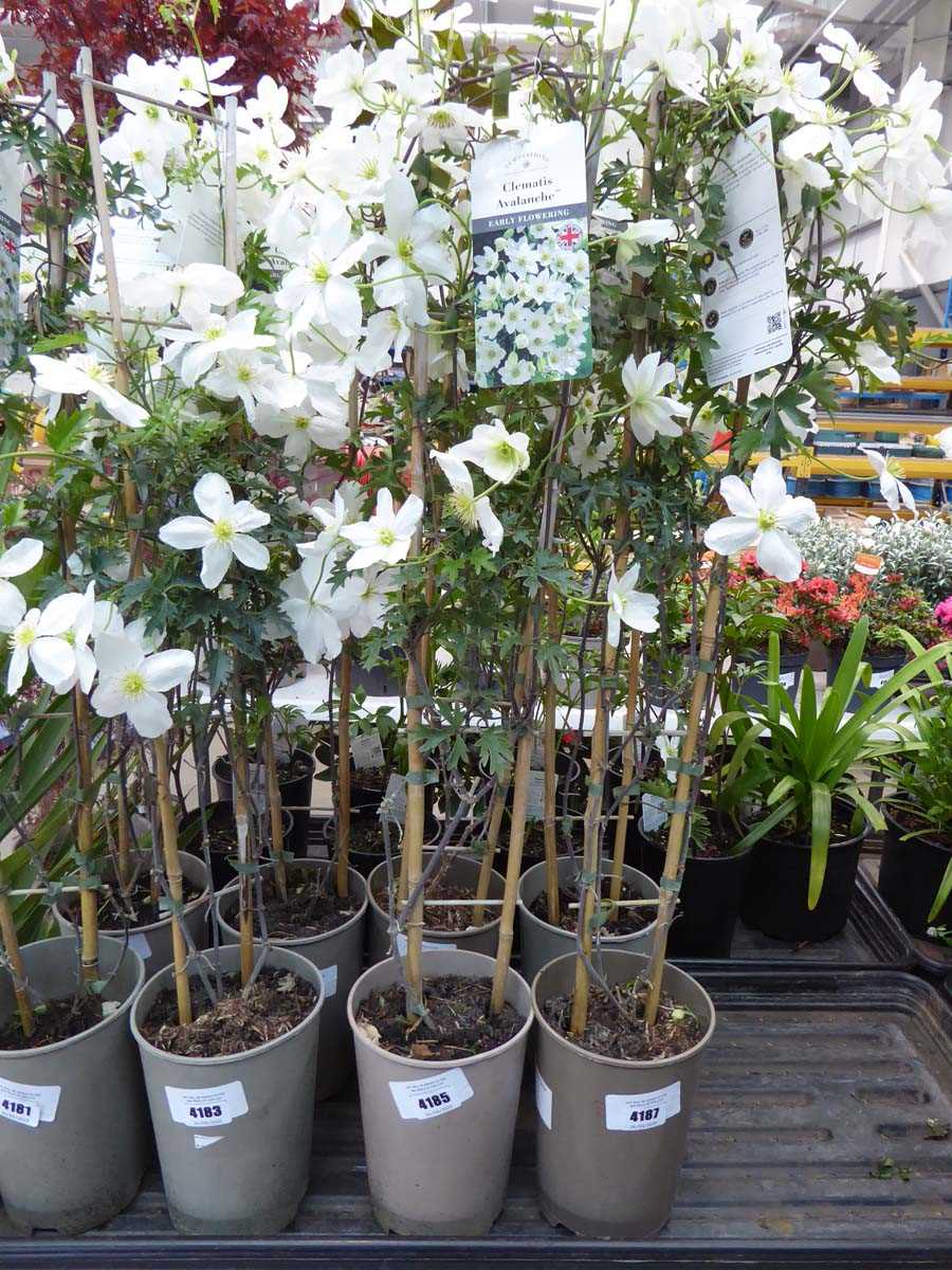 Lot 4185 - Clematis (Var) Avalanche
