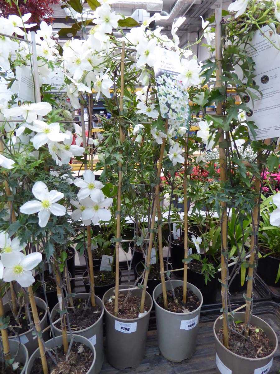 Lot 4186 - Clematis (Var) Avalanche