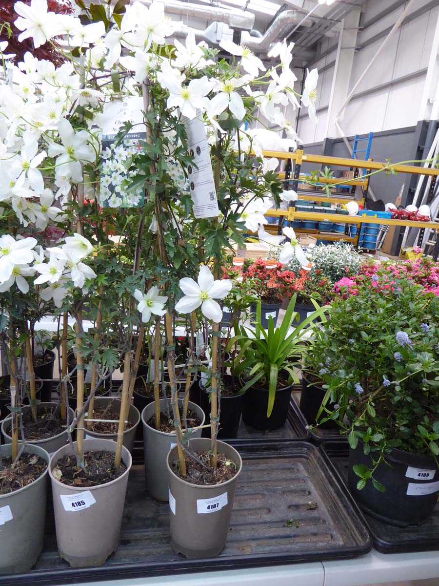 Lot 4187 - Clematis (Var) Avalanche