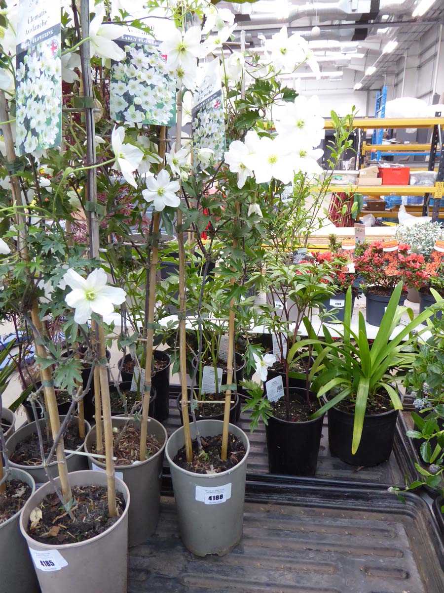 Lot 4188 - Clematis (Var) Avalanche