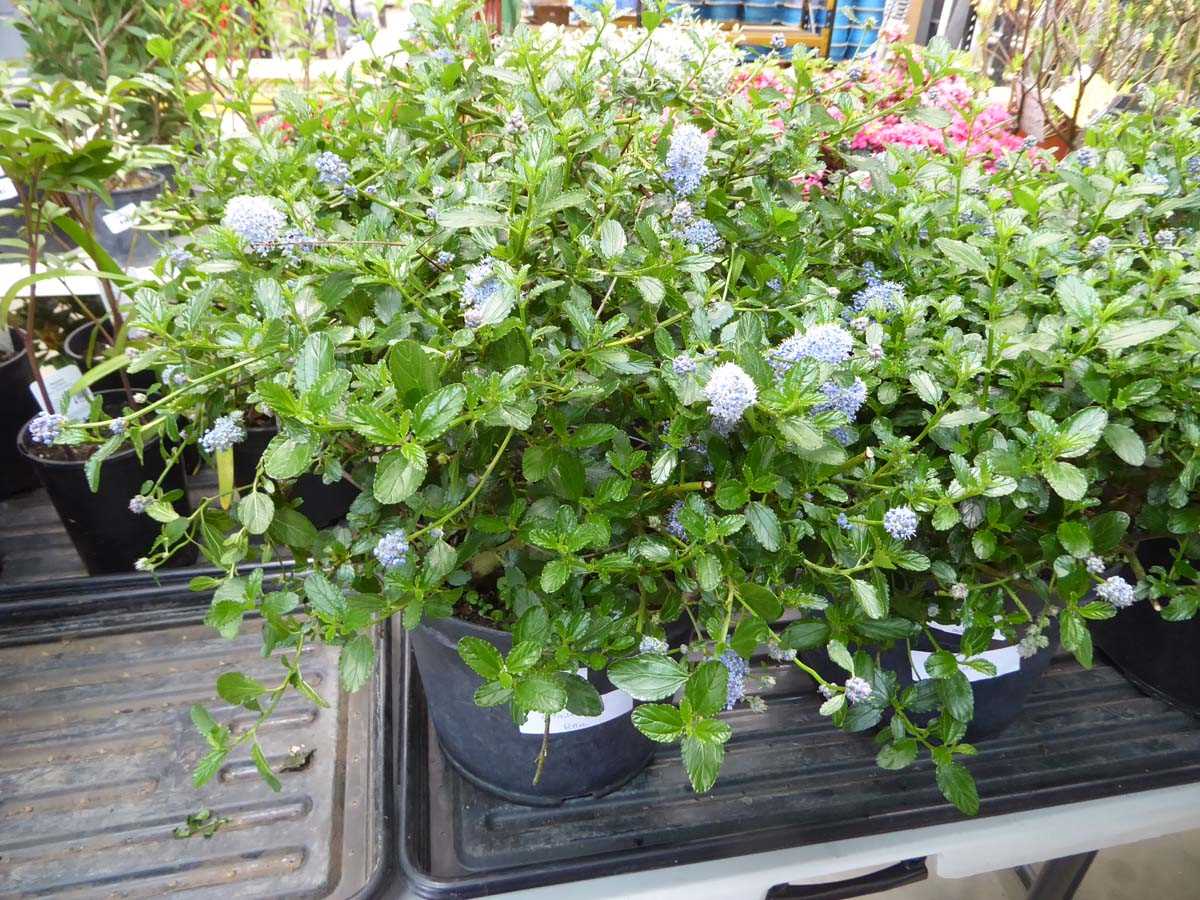Lot 4189 - Ceanothus Ball