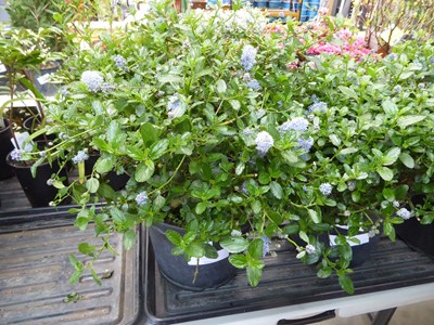 Lot 4189 - Ceanothus Ball