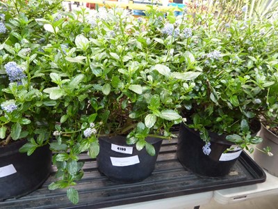 Lot 4190 - Ceanothus Ball