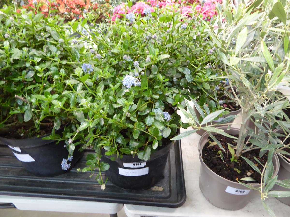 Lot 4191 - Ceanothus Ball