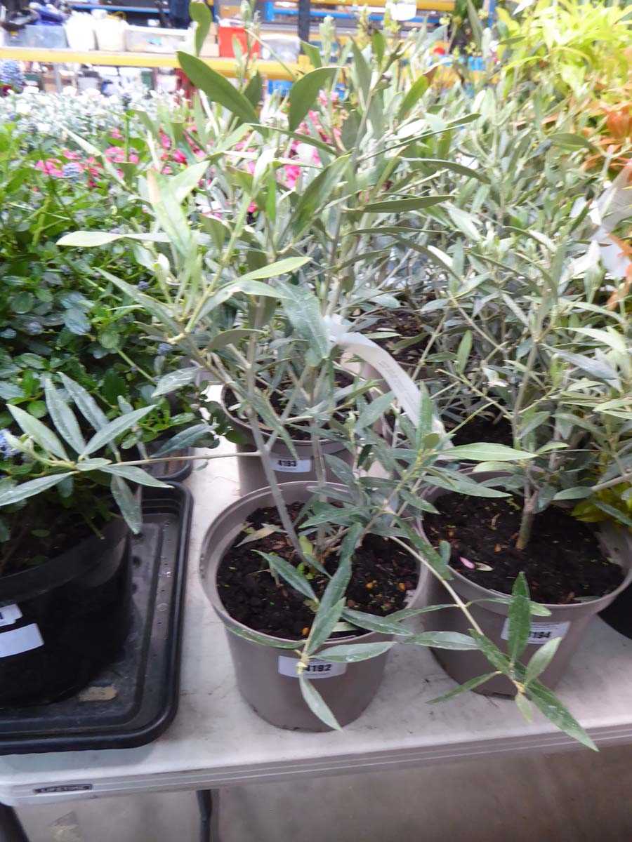 Lot 4192 - Small Olive Tree