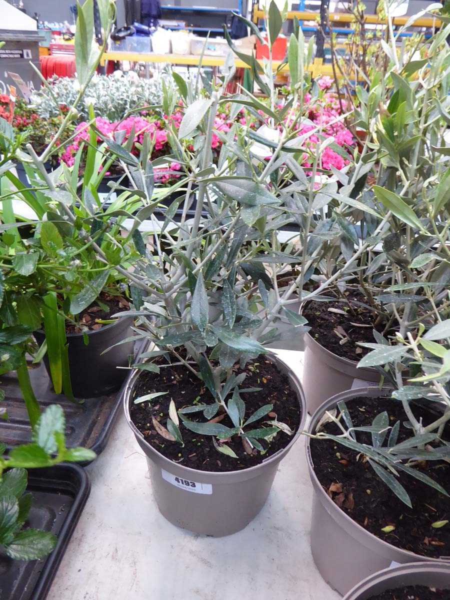 Lot 4193 - Small Olive Tree