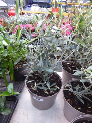 Lot 4193 - Small Olive Tree