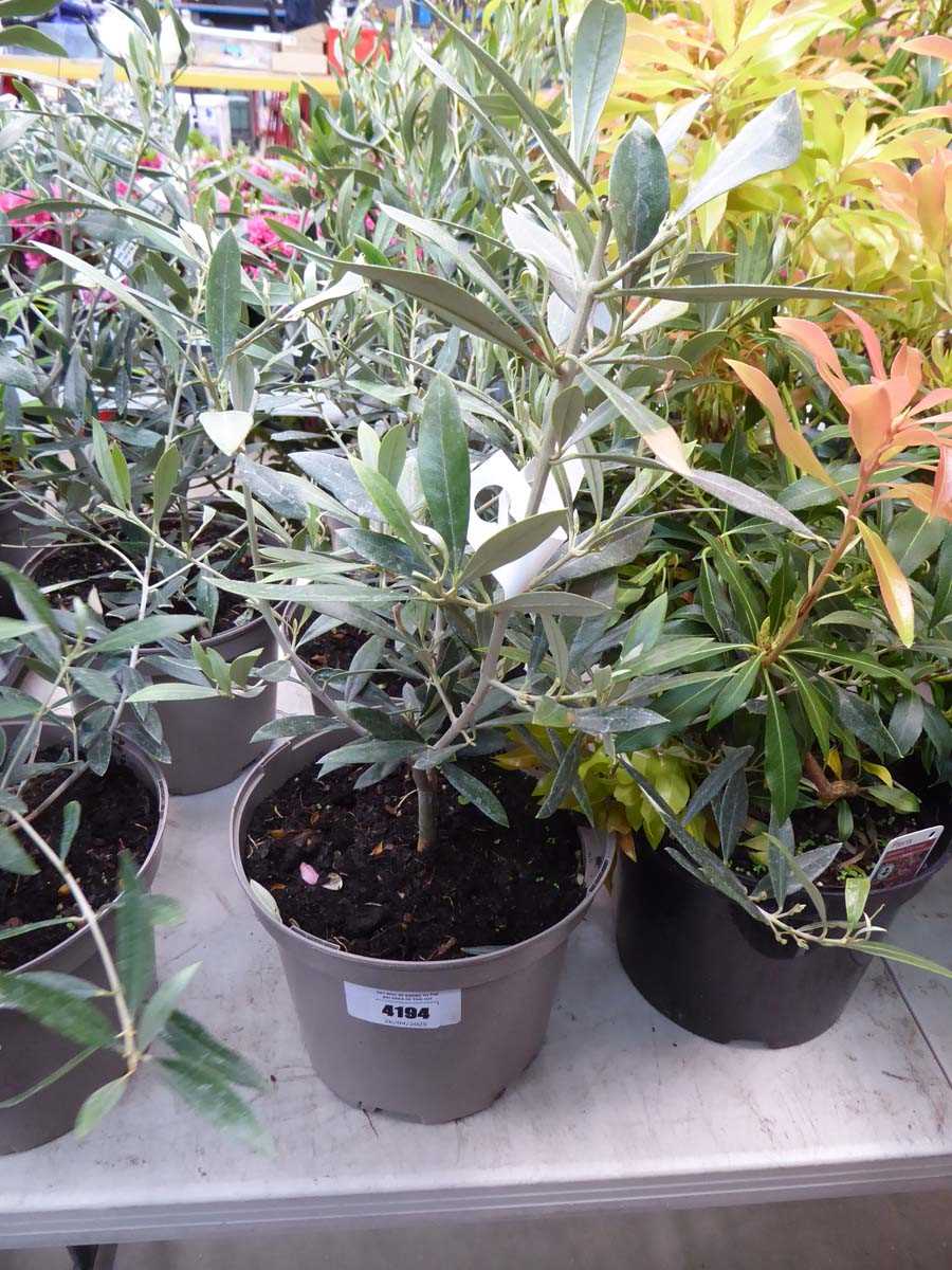 Lot 4194 - Small Olive Tree