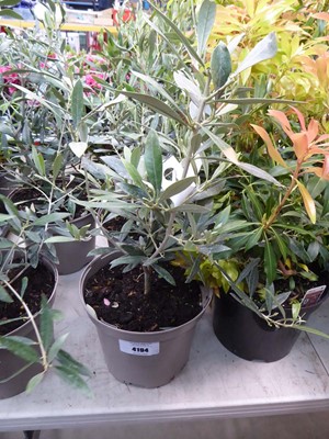 Lot 4194 - Small Olive Tree