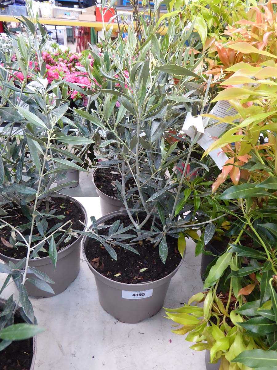 Lot 4195 - Small Olive Tree