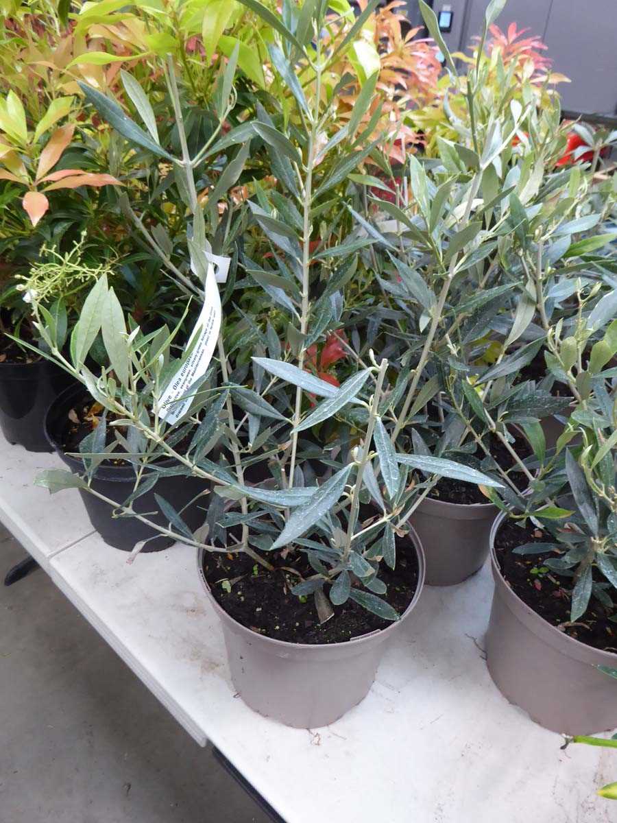 Lot 4196 - Small Olive Tree