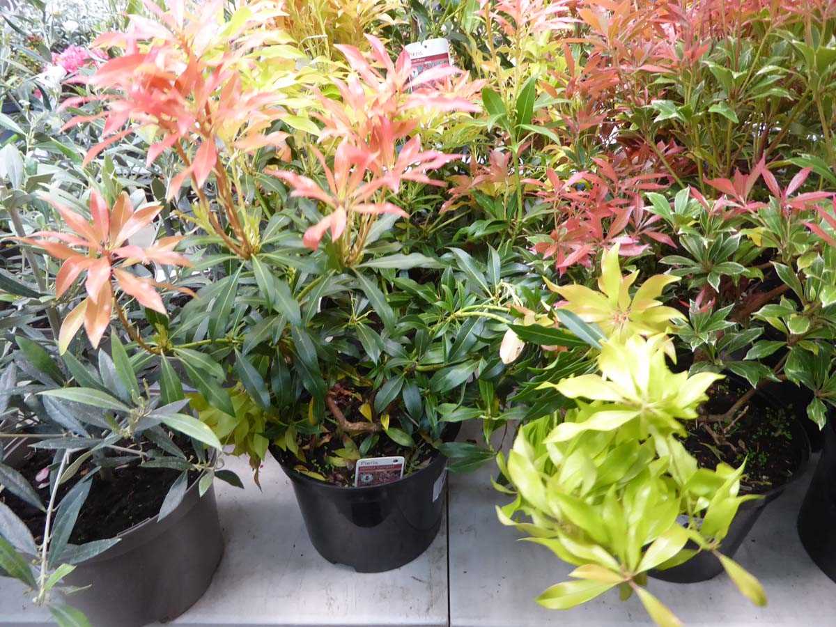 Lot 4197 - Pieris (Var) Forest Flame
