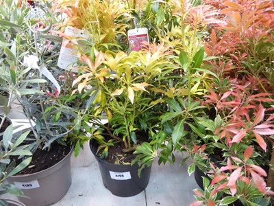 Lot 4198 - Pieris (Var) Forest Flame