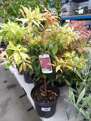 Lot 4199 - Pieris (Var) Forest Flame