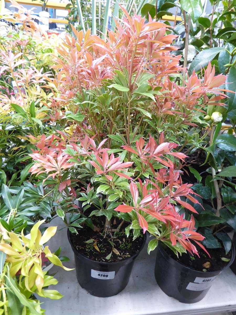 Lot 4200 - Pieris (Var) Carnaval