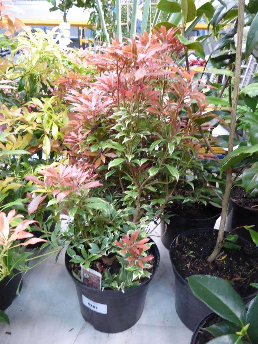 Lot 4201 - Pieris (Var) Carnaval