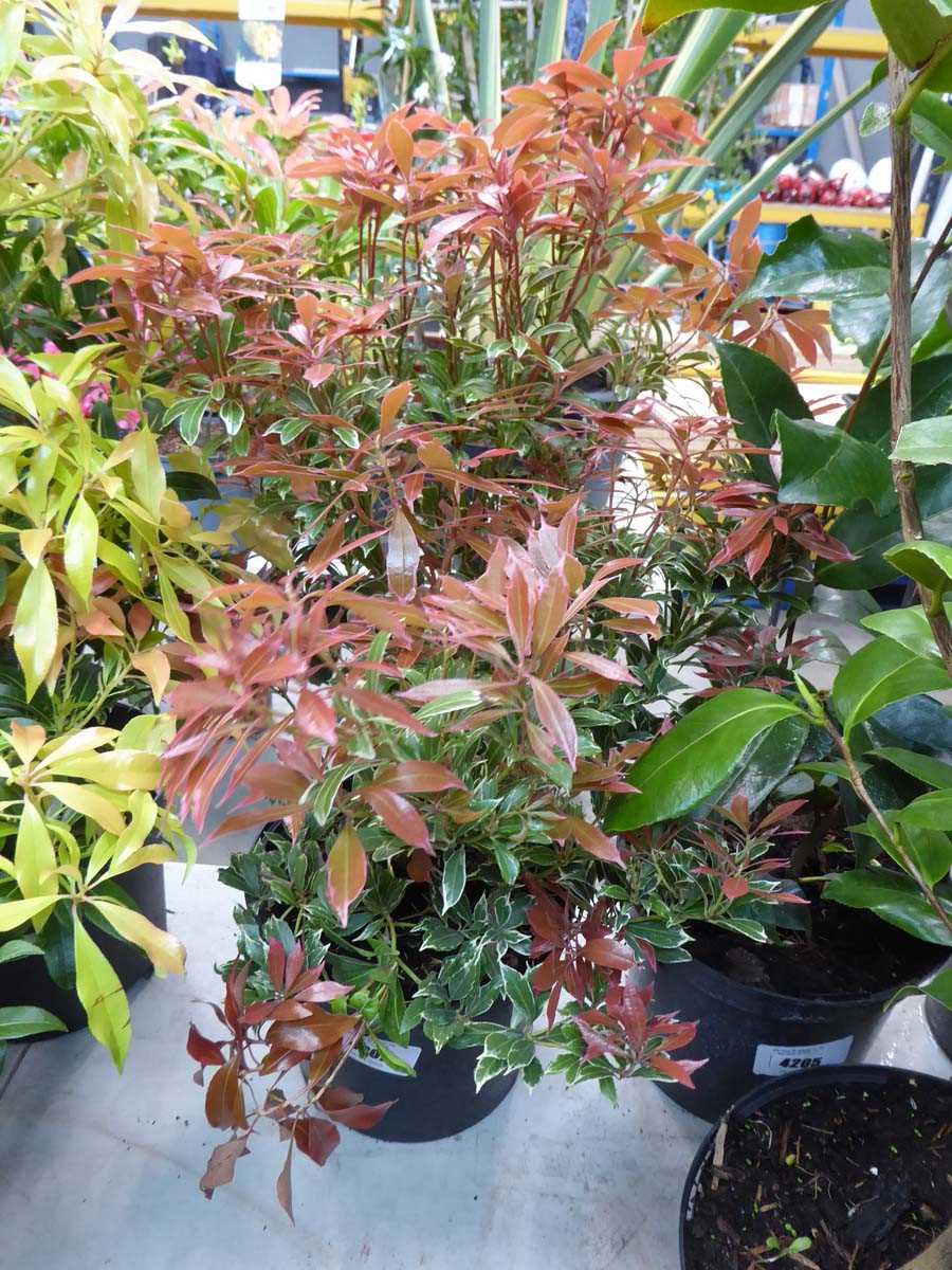Lot 4202 - Pieris (Var) Carnaval