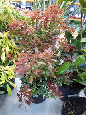 Lot 4202 - Pieris (Var) Carnaval