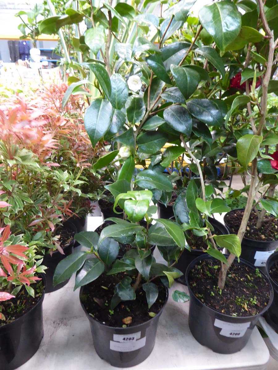 Lot 4203 - Camellia White