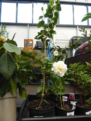 Lot 4204 - Camellia White