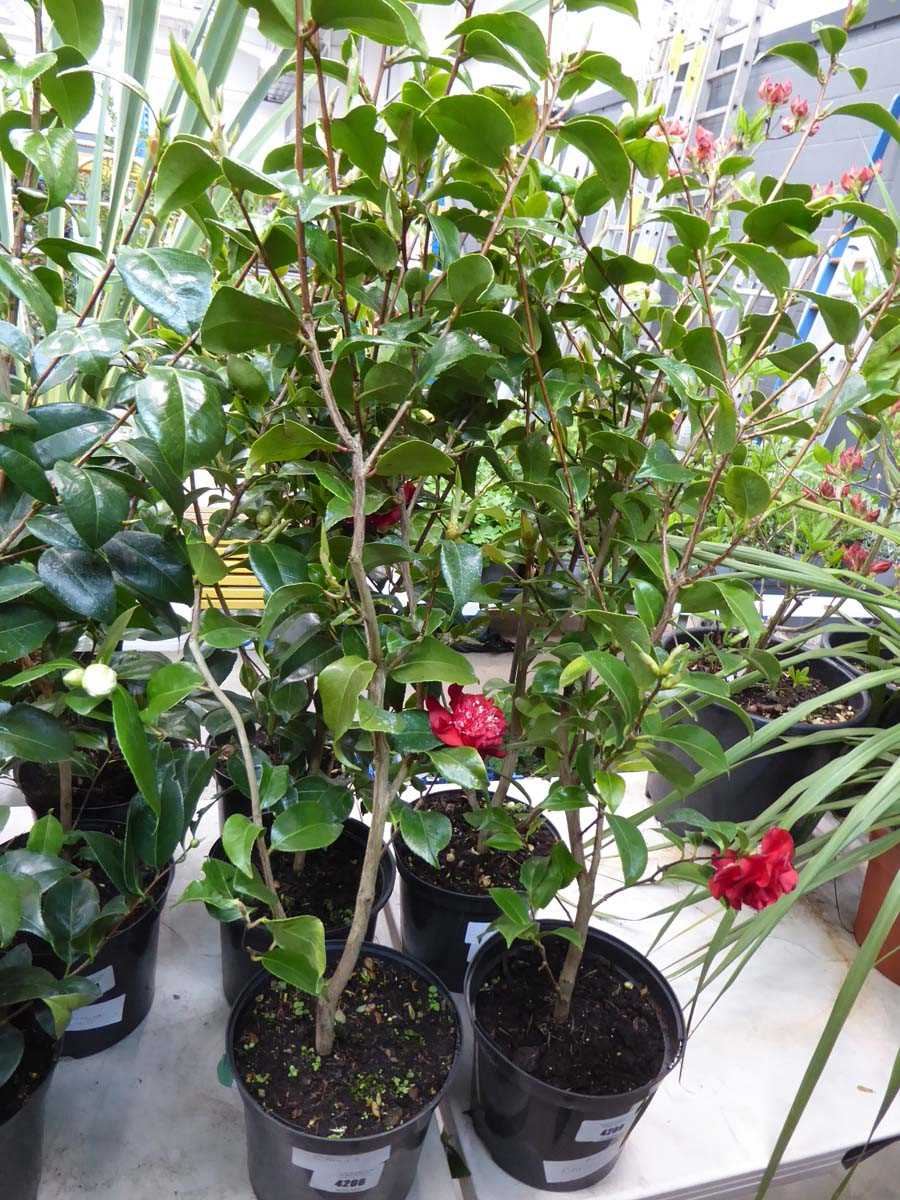 Lot 4206 - Camellia Red
