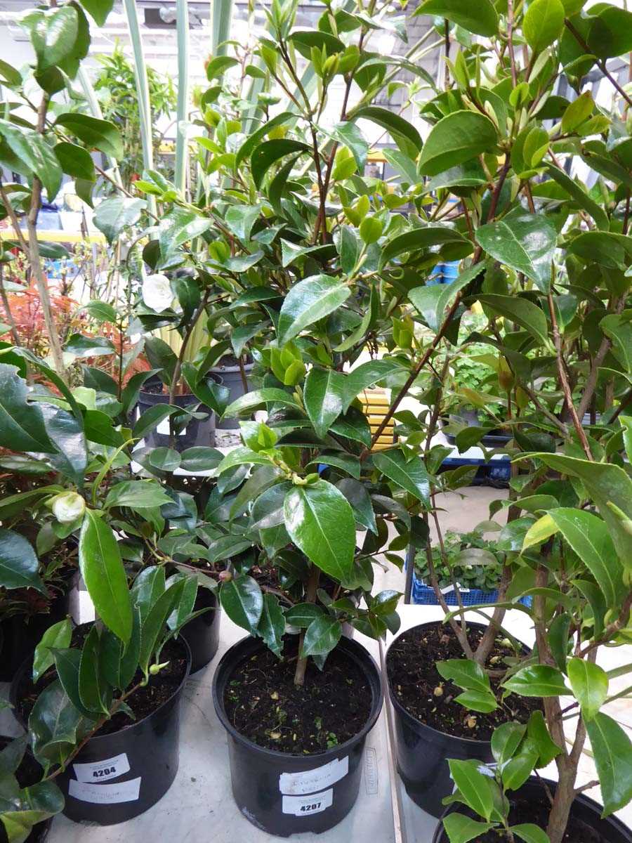 Lot 4207 - Camellia Red