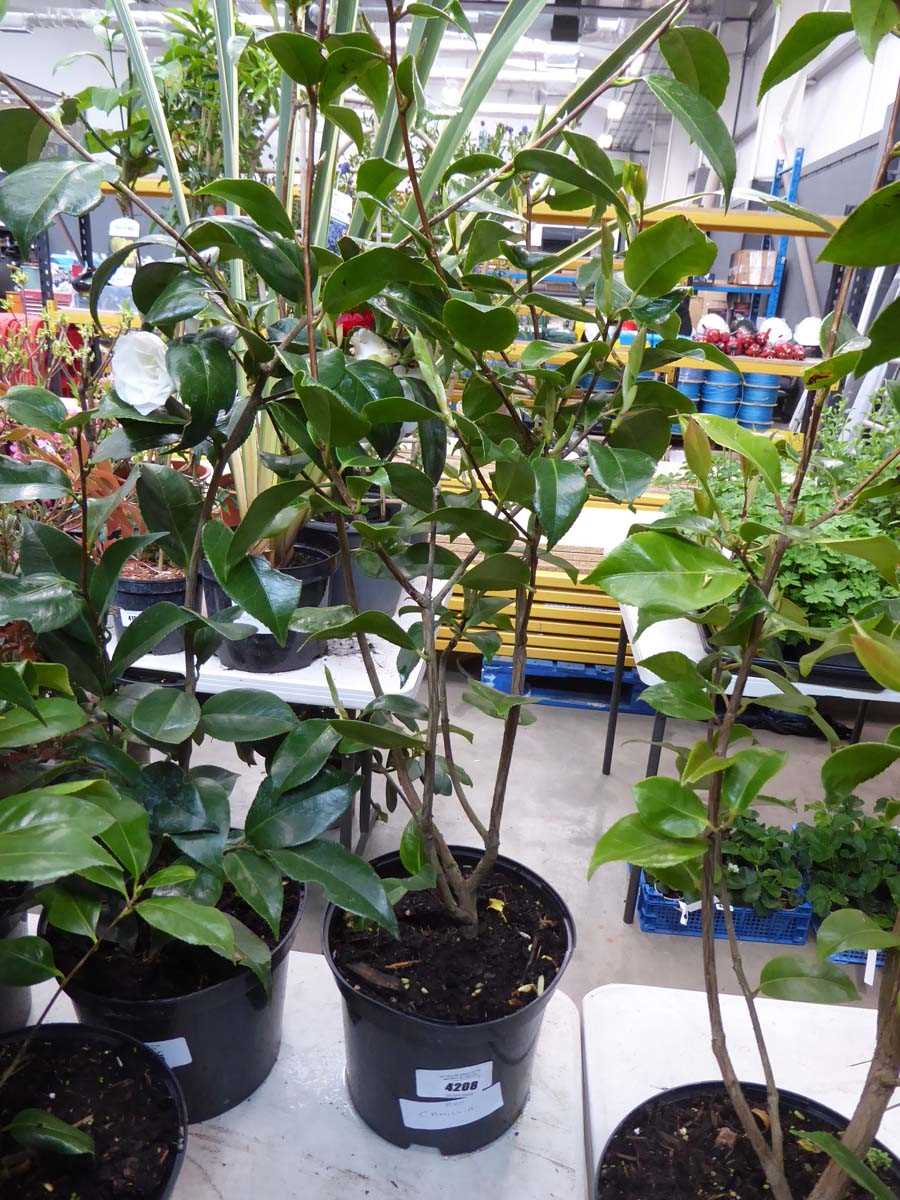 Lot 4208 - Camellia Red